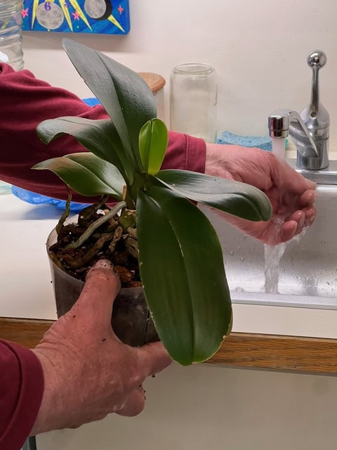 a person holds a potted plant while adjusting the water flow at a kitchen sink.