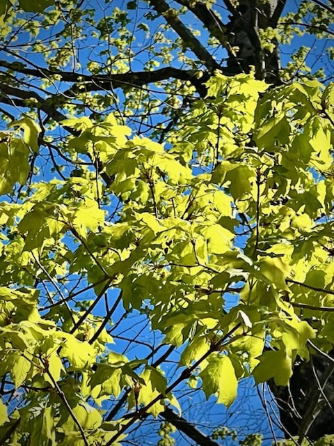 bright green leaves on tree branches are highlighted by sunlight against a clear blue sky.