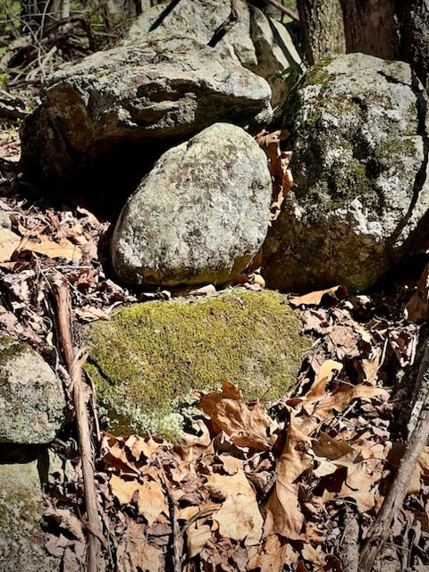 rocks covered with patches of moss and surrounded by dry brown leaves on the forest floor.