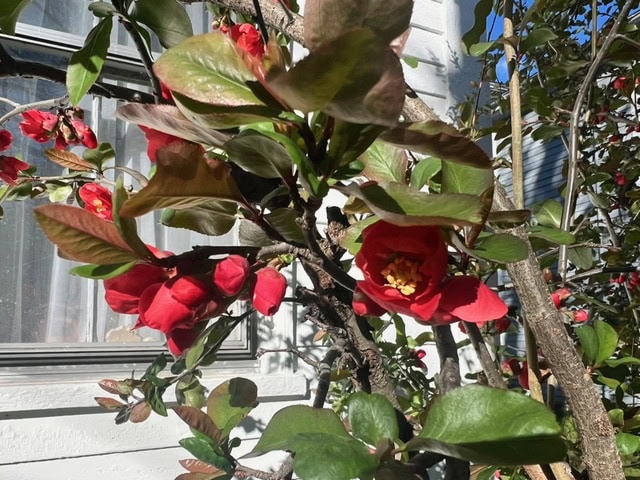red camellia flowers and green leaves on a shrub in sunlight, next to a white house with a window visible in the background.