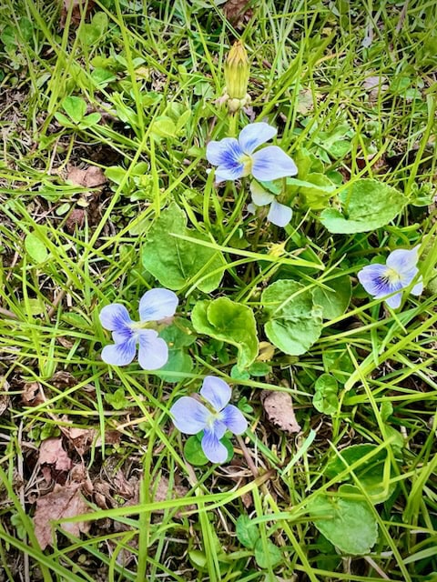 small purple and white wildflowers with green leaves growing among grass and scattered brown leaves on the ground.