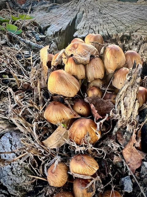 a cluster of brown mushrooms growing among dried grass and wood near a tree stump.
