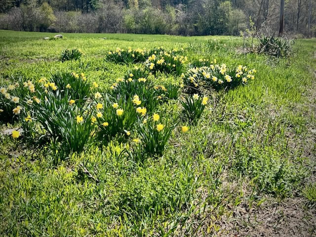 clusters of yellow daffodils bloom in a grassy field under sunlight, with trees and shrubs visible in the background.