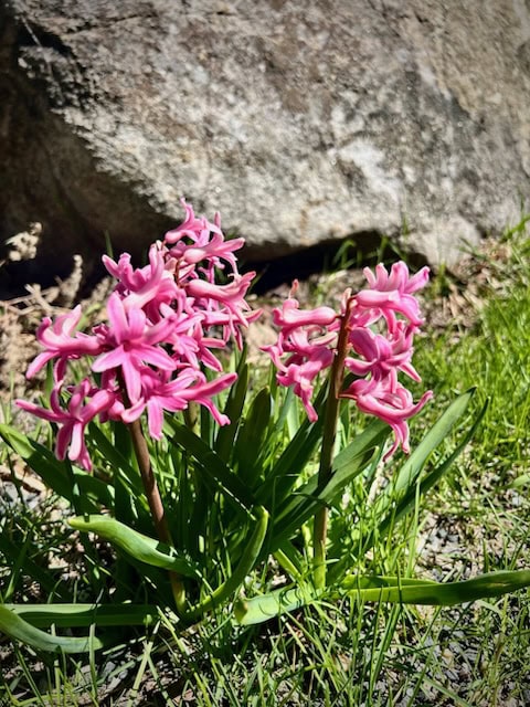 cluster of bright pink hyacinth flowers with green leaves growing in sunlight near a large rock and patches of grass.
