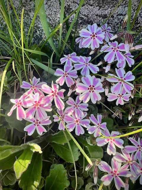 pink and white wildflowers with star shaped petals grow among green leaves and grass, with a stone visible in the background.