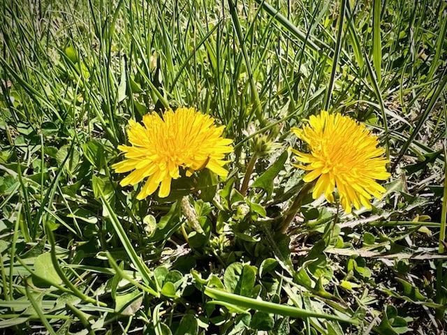 two bright yellow dandelion flowers growing among green grass and leaves outdoors in sunlight.