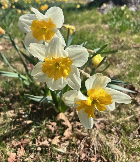 three white daffodil flowers with yellow centers bloom close together in a grassy outdoor setting, with more daffodils visible in the background.