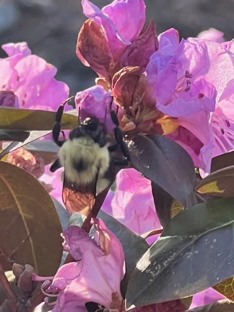 a close up of a bumblebee collecting nectar from a cluster of blooming pink flowers with green and brown leaves.