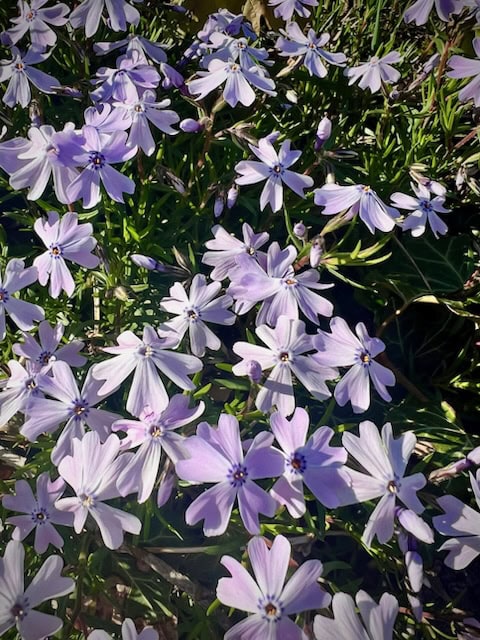 cluster of light purple and white phlox flowers blooming among green foliage in natural sunlight.