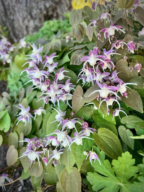 cluster of small, star shaped purple and white flowers with green and brown leaves growing at the base of a tree.