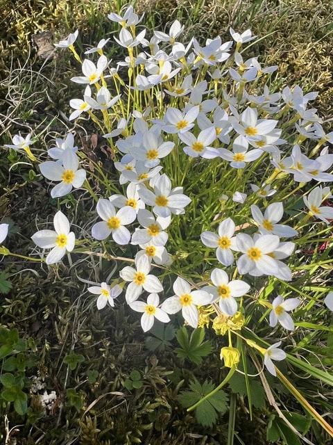 a cluster of small white flowers with yellow centers grows among green grass and mossy ground in natural sunlight.