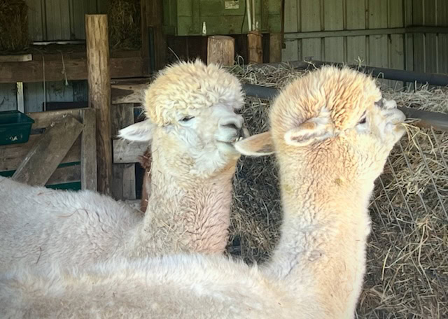 two alpacas stand next to each other in a barn, one facing forward and the other with its head turned to the side near a pile of hay.