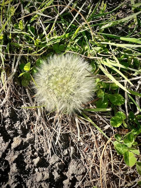 a close up of a round, fluffy dandelion seed head surrounded by green grass and clover, next to dry soil.
