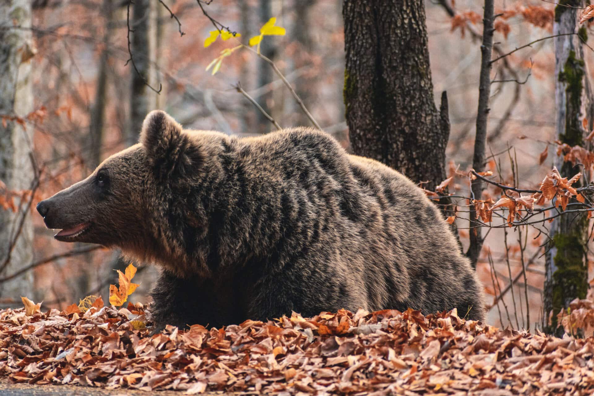 a brown bear sits on the forest floor covered with fallen autumn leaves, surrounded by trees with sparse foliage.