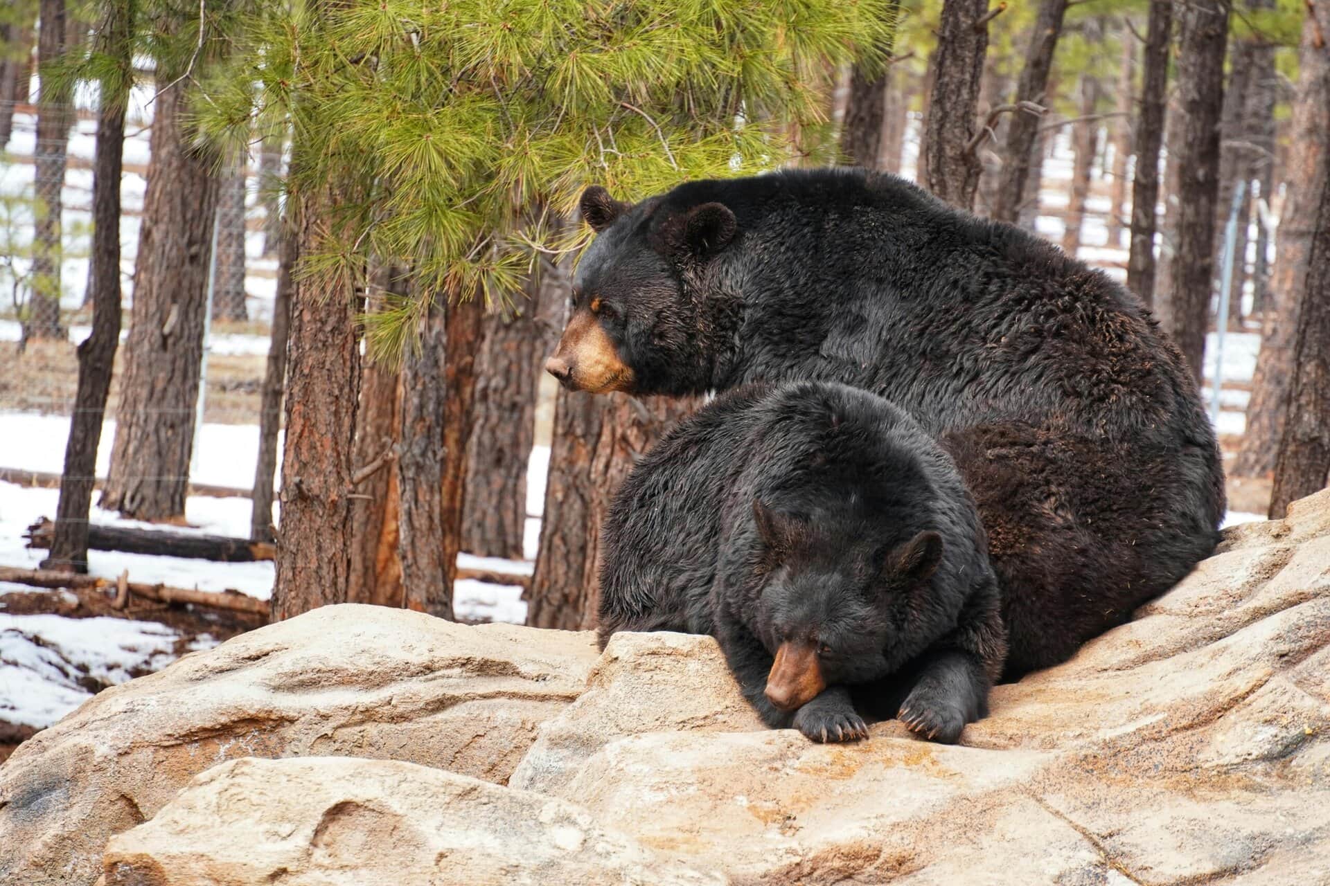 2 black bears on a rock