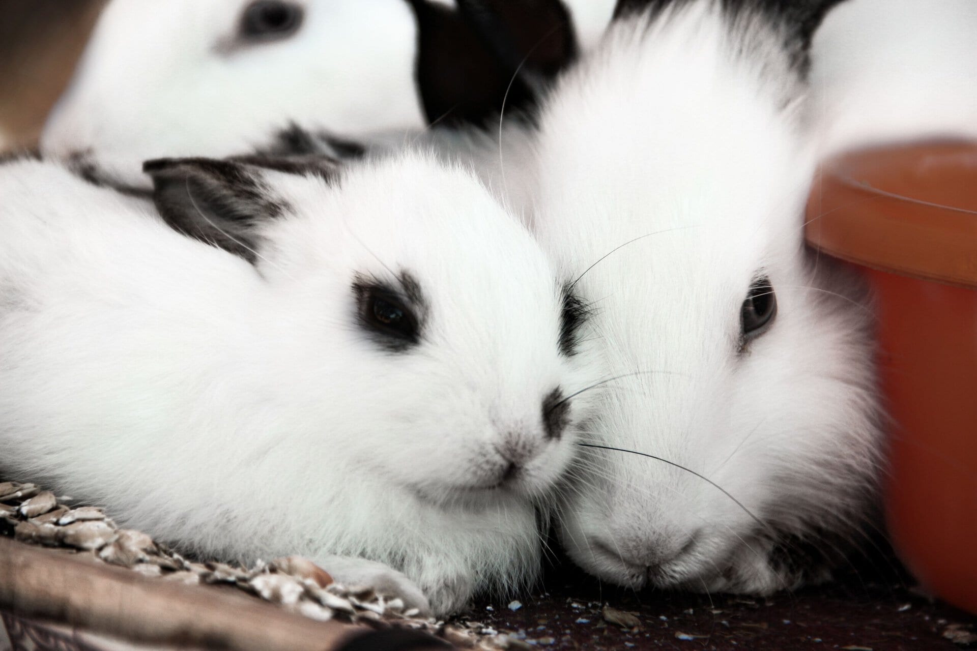 two white rabbits with dark markings rest closely together near an orange container, surrounded by bedding and another rabbit in the background.