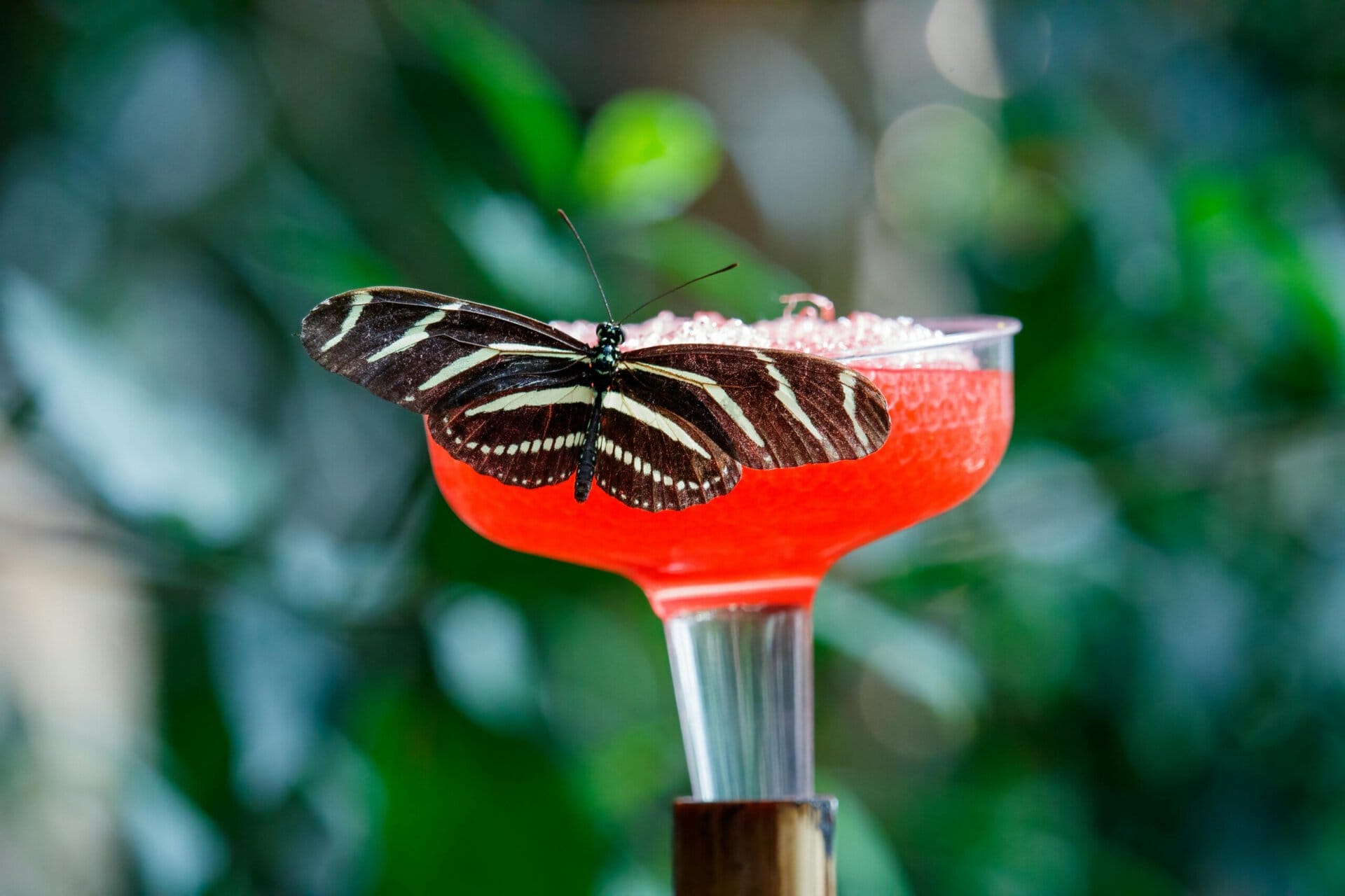 a black and white striped butterfly is perched on the rim of a red cocktail glass with a blurred green background.