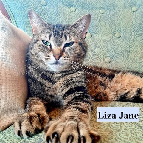 a tabby cat with green eyes lies on a patterned chair, stretching one paw forward. a label in the image reads "liza jane.