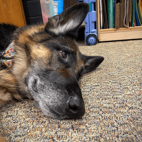 a german shepherd dog lies on a carpeted floor, resting its head sideways and looking ahead with a relaxed expression.