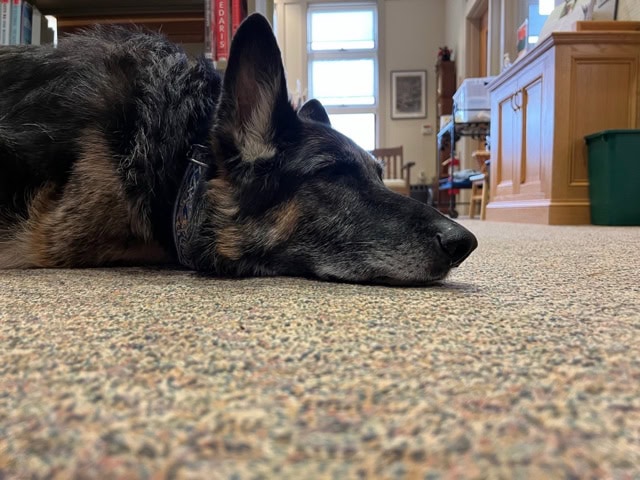 a german shepherd dog lies on its side on a carpeted floor in a room with bookshelves and wooden furniture.
