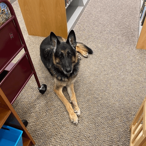 a german shepherd lies on a carpeted library floor between bookshelves and a red cart.