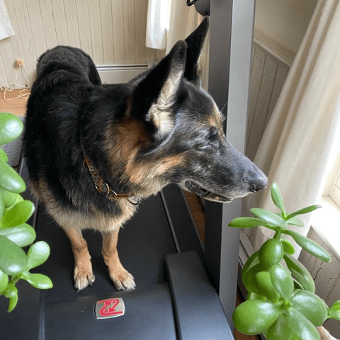 a german shepherd stands on a treadmill indoors, surrounded by green houseplants and facing toward a window with natural light.