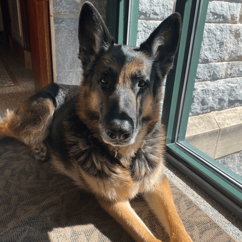 a german shepherd dog lies on a carpeted floor by a sunlit window, looking directly at the camera.