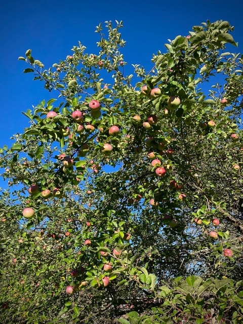 apple tree with green leaves and numerous red apples growing on its branches, set against a clear blue sky.