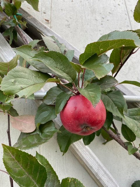 a red apple hangs from a branch with green leaves, positioned near a wooden trellis against a light colored wall.