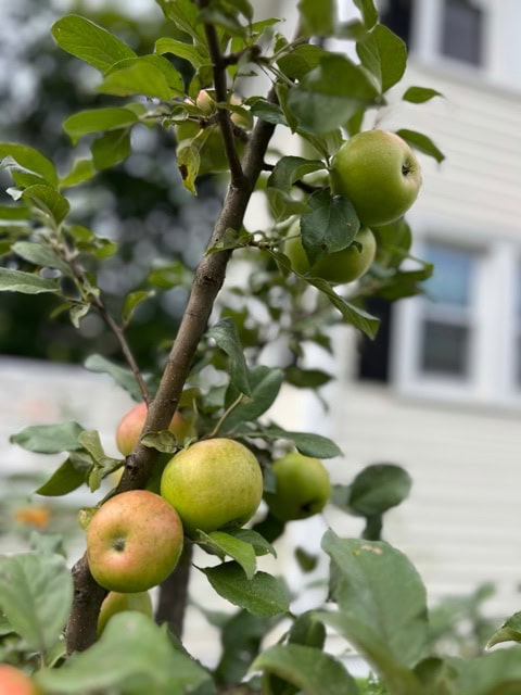 a close up of a branch with several green and partially red apples growing, with a white house in the blurred background.