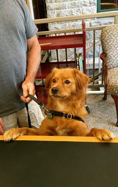 a brown dog with a collar and leash stands with its front paws on a counter, next to a person in a gray shirt inside a room with bookshelves and chairs.