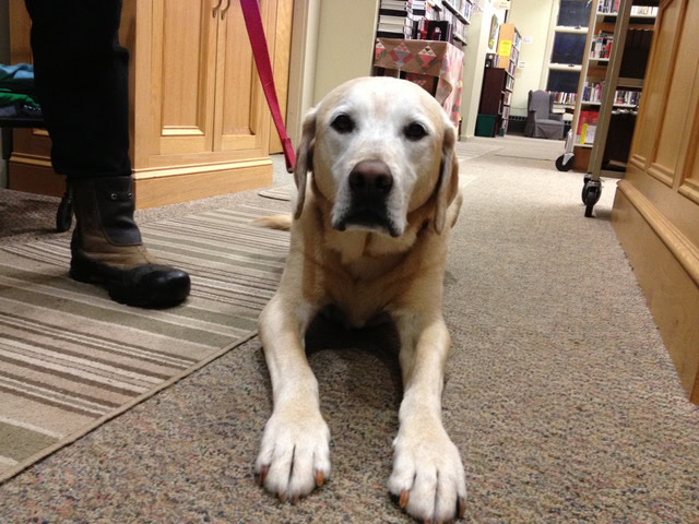 a yellow labrador retriever lies on a carpeted floor indoors near bookshelves, with a person standing nearby holding its leash.