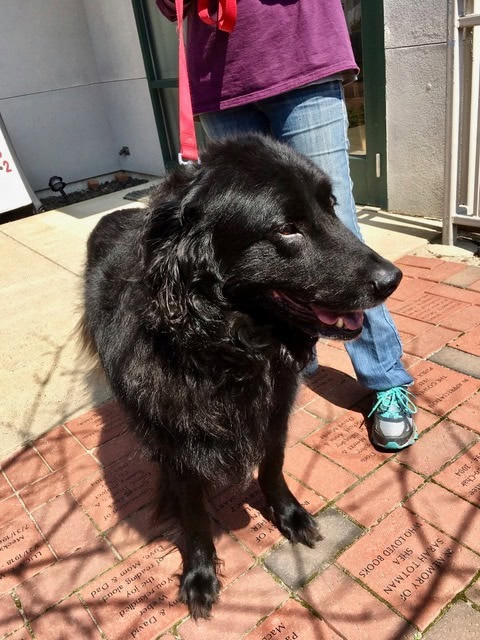 a large, fluffy black dog stands on a brick sidewalk, on a red leash held by a person wearing blue jeans and teal sneakers.