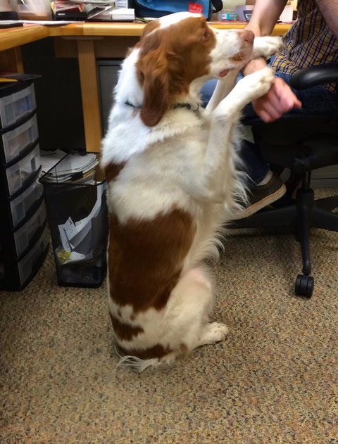 a brown and white dog sits upright on the floor, resting its front paws on a seated person's arm in an office setting.