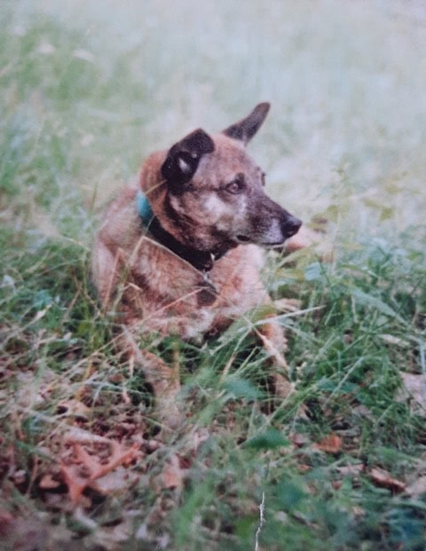 a brown dog with a black collar sits in tall grass, looking to the right.