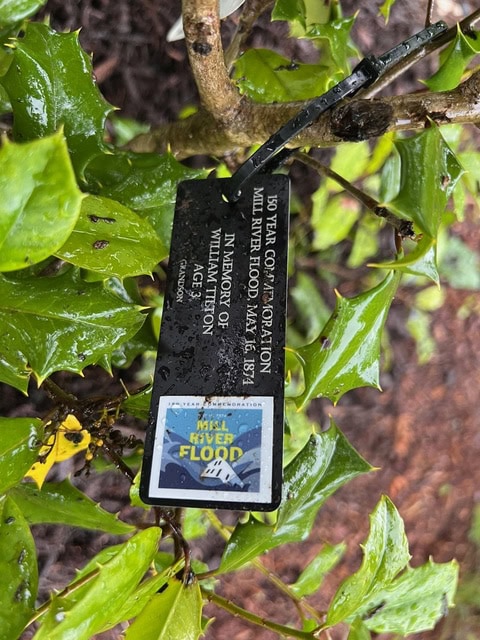 a black tag is attached to a holly plant, featuring text about the 10 year commemoration of a river flood and a logo with the words "mill river flood.