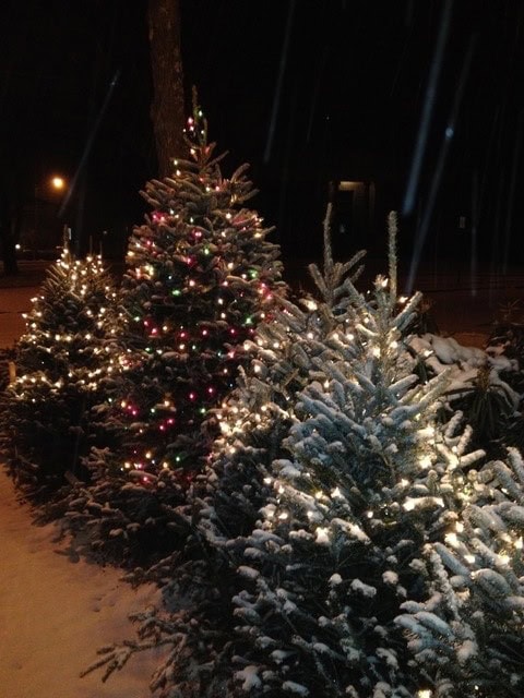 several snow covered christmas trees decorated with colorful and white string lights are displayed outdoors at night.
