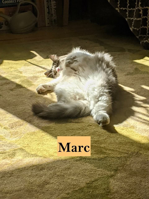 a fluffy gray and white cat lies on its back in a sunlit patch on a carpeted floor. the name "marc" is labeled on the image.