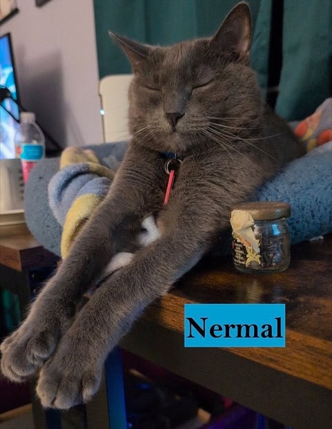 a gray cat with eyes closed stretches its front legs over the edge of a desk. a small jar and a label reading "nermal" are nearby.