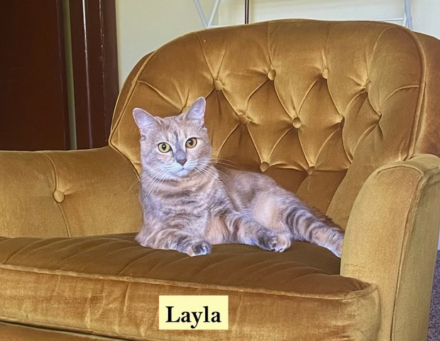 a grey tabby cat is reclining on a gold velvet armchair. a label reading "layla" is placed on the chair in front of the cat.