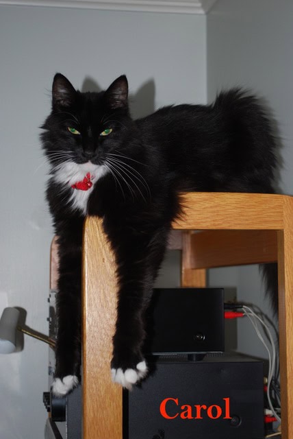 a black and white cat with green eyes lies stretched out on top of a wooden shelf, with the name "carol" written in orange text in the lower right corner.