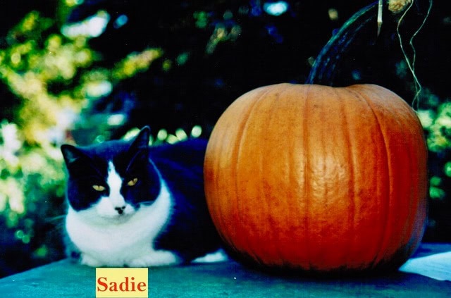 a black and white cat lies next to a large orange pumpkin on a table outdoors. a small sign with the name "sadie" is in front of the cat.