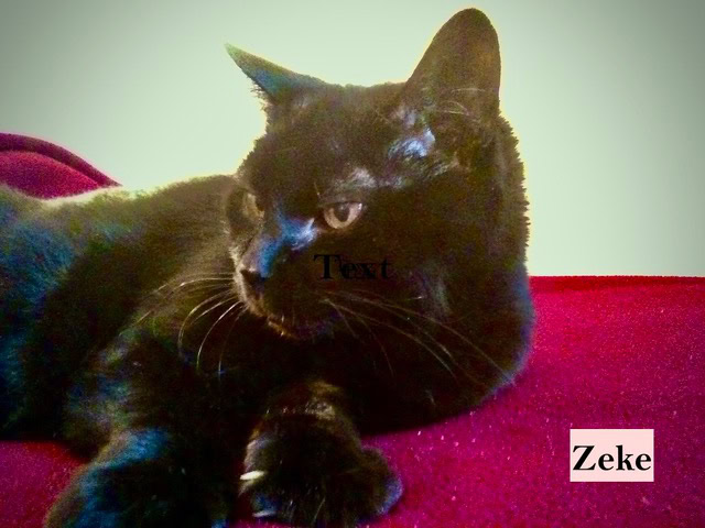 a black cat lies on a red surface, facing left. the name "zeke" is displayed in the bottom right corner, with the word "text" across the cat's face.