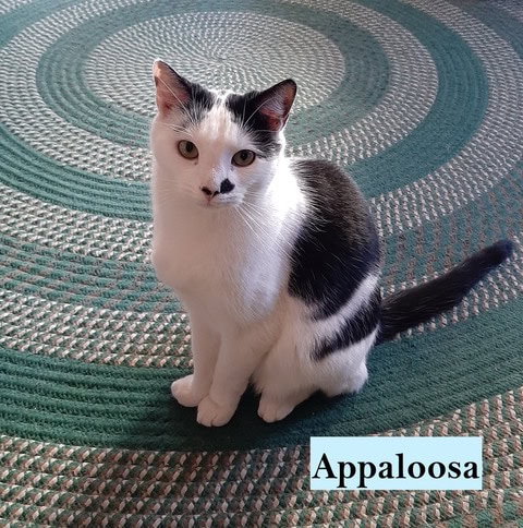 a white cat with black spots sits on a green patterned rug. the word "appaloosa" is written in a box in the bottom right corner.