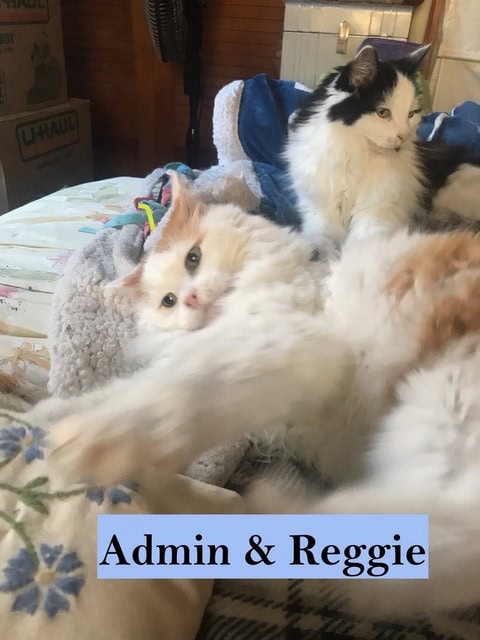 two fluffy cats, one white with orange patches lying on its side and reaching out, and one black and white cat sitting upright behind it. text reads "admin & reggie.
