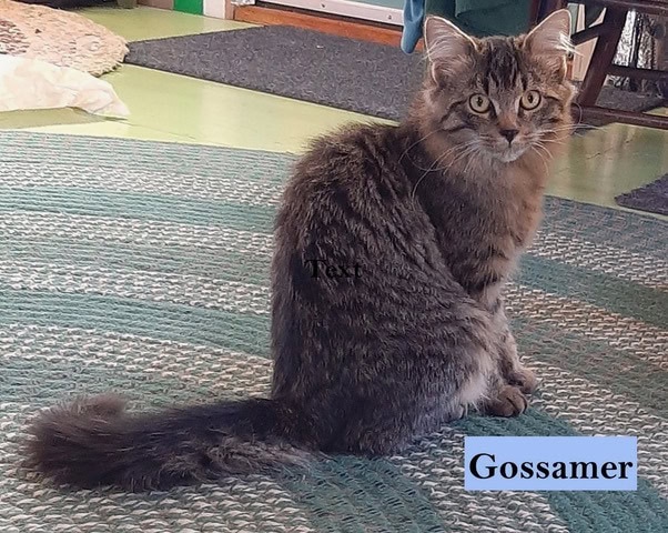 a long haired tabby cat sits on a braided rug, looking toward the camera. the name "gossamer" appears in a blue box at the bottom right of the image.