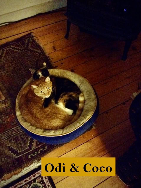 two cats, one orange tabby and one calico, are lying together in a round pet bed on a wooden floor. the caption "odi & coco" appears at the bottom.