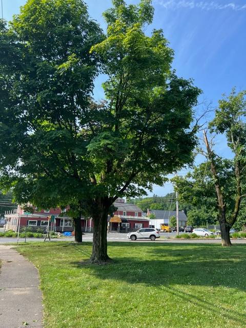 a large leafy tree stands on a grassy area near a sidewalk, with a red building, parked cars, and a clear blue sky in the background.
