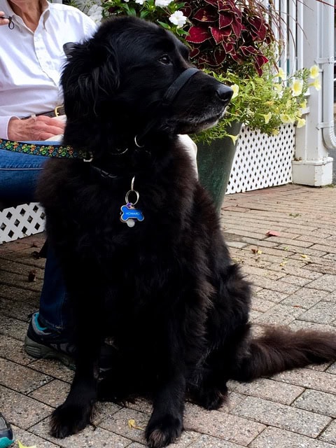 a black dog wearing a head halter and collar sits on a brick surface next to a person in jeans and a white shirt, with plants and latticework in the background.