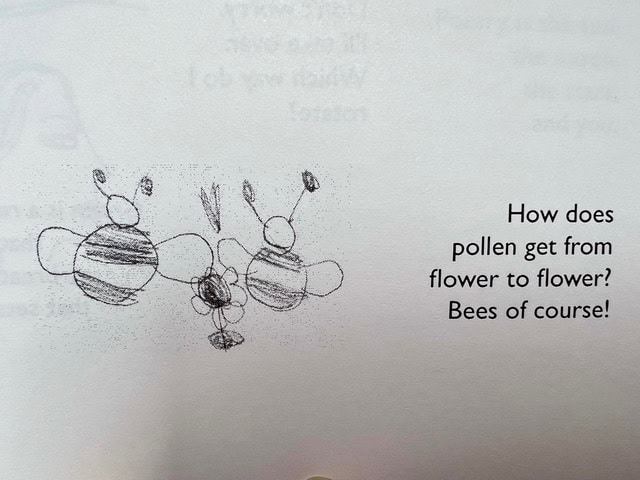 a pencil drawing of three bees flying, accompanied by the text: "how does pollen get from flower to flower? bees of course!.